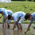“宮沢賢治の米”復活へ 田植えから日本酒造りまで 鹿沼南高3年生が地元酒蔵と取り組む