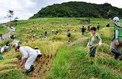 被災輪島「白米千枚田」で稲刈り