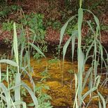 湿地に輝く黄金色　野木でヒカリモ確認　
