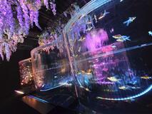金魚と藤とアジサイと