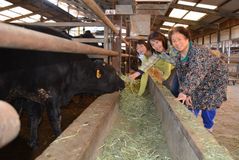 ＜112＞本県の肉牛肥育支える「交雑牛」　高品質と値ごろ感両立　共励会６連覇で実力証明   