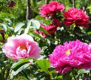 【特集】春～初夏の花めぐり　～那須・那須塩原・大田原 編～