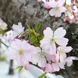 小山で思川桜が開花　昨年より１日早く、満開予想は12日ごろ