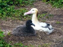 鳥島のアホウドリ１万羽超える