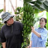 イチゴやナシに続け！　新名物へ、異業種からコーヒーやバナナ生産