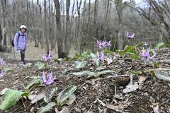 薄紫色 斜面を彩る　