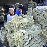 塩谷で正月飾り用しめ縄の出荷最盛期 よい新年へ真心込め 大小さまざま30種類、全国へ出荷