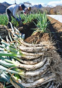 新里ねぎ 収獲最盛期　宇都宮