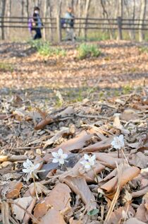 早春告げるセツブンソウ開花
