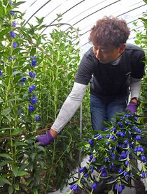 リンドウの出荷　日光