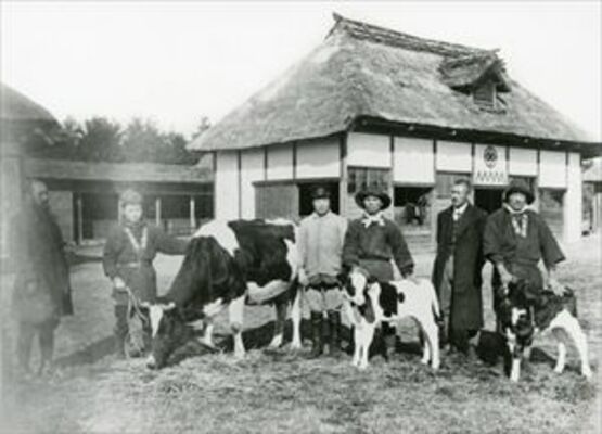 大山農場の牛と農夫