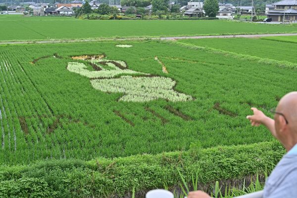 磯町の水田を使った田んぼアート