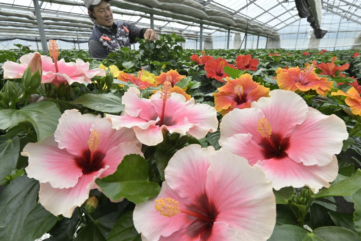 夏を彩る鮮やかな大輪 宇都宮でハイビスカスの出荷が最盛期｜県内主要