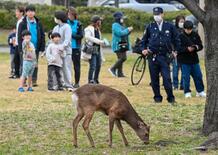 「シカ捕獲できず」大阪市