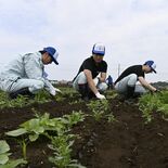 野木の夏の風物詩「ひまわりフェスティバル」へ、間引き作業　町新採職員が…