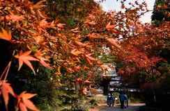乾徳寺で紅葉見ごろ　那珂川