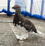 ライチョウ５羽を長野に移送
