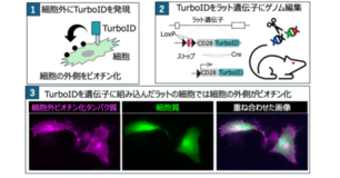 In vivo細胞外表面ビオチン標識技術を開発
