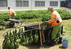 藍栽培でやりがい感じて