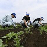 野木の夏の風物詩「ひまわりフェスティバル」へ、間引き作業　町新採職員が苦労を実感