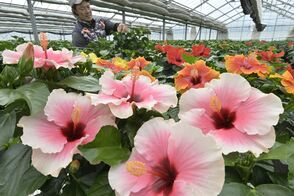 夏を彩る鮮やかな大輪　宇都宮でハイビス…
