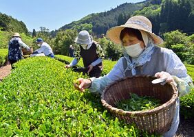 初夏の日差しの中で始まった新茶の摘み取り作業＝10日午前９時50分、那珂川町矢又