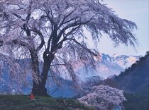 第31回下野新聞紙上写真コンテスト－入賞作品－