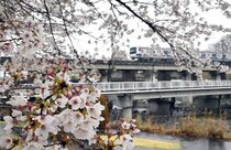 雨の余笹川ふれあい公園の桜　那須