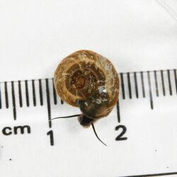 栃木県内初、絶滅危惧種の巻き貝「レンズヒラマキ」確認　日光の弁天沼で発見　外来種の可能性