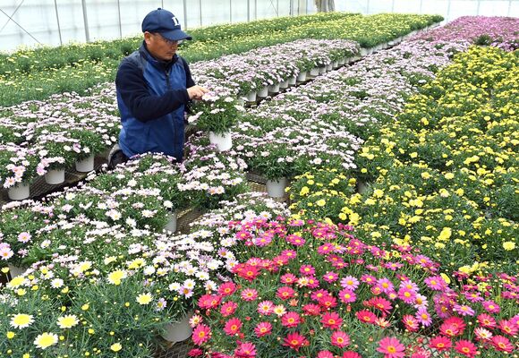 出荷準備が進むマーガレット＝26日午前11時、小山市荒井