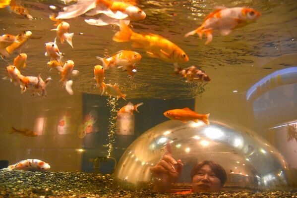 水槽の下から潜り込むようにして金魚が観賞できるドーム