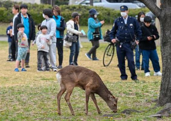 　大阪市都島区の公園に現れたシカ＝２２日