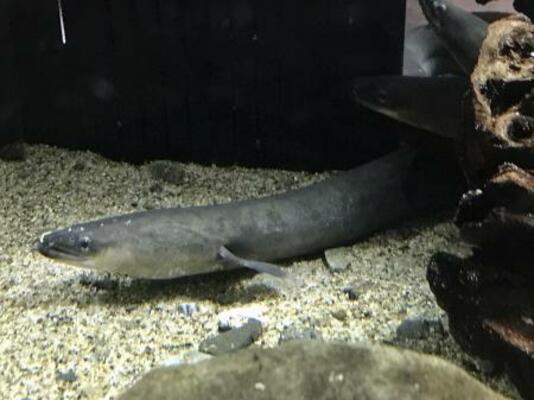 　ニホンウナギ（世界自然保護基金ジャパン提供）
