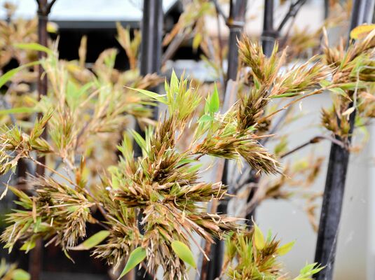 得居さん方のクロチクの花＝６月８日午後、松山市谷町