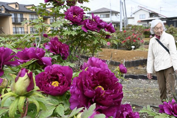 咲き誇るボタンの花。品種は「島大臣」