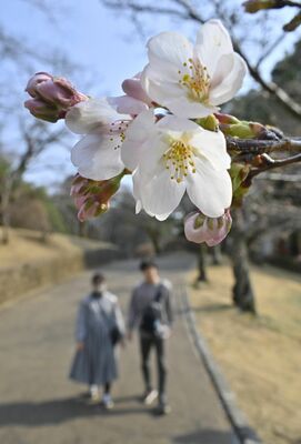 八幡山公園でほころび始めたソメイヨシノ＝23日午後２時20分、宇都宮市塙田５丁目