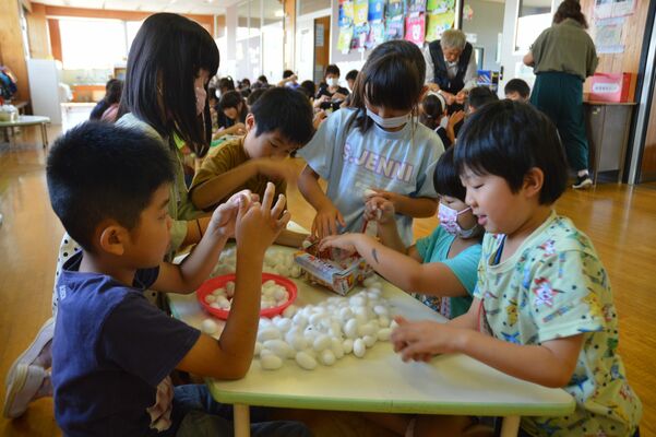 絹義務教育学校では、地域の伝統文化を学ぶ取り組みとして養蚕を体験する授業が毎年、行われている