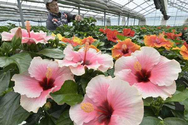 色鮮やかな大輪の花を次々に咲かせるハイビスカス