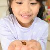 宇都宮でハラグロオオテントウ初確認　発見したのは小学１年生　博物館に寄贈「役立ててほしい」