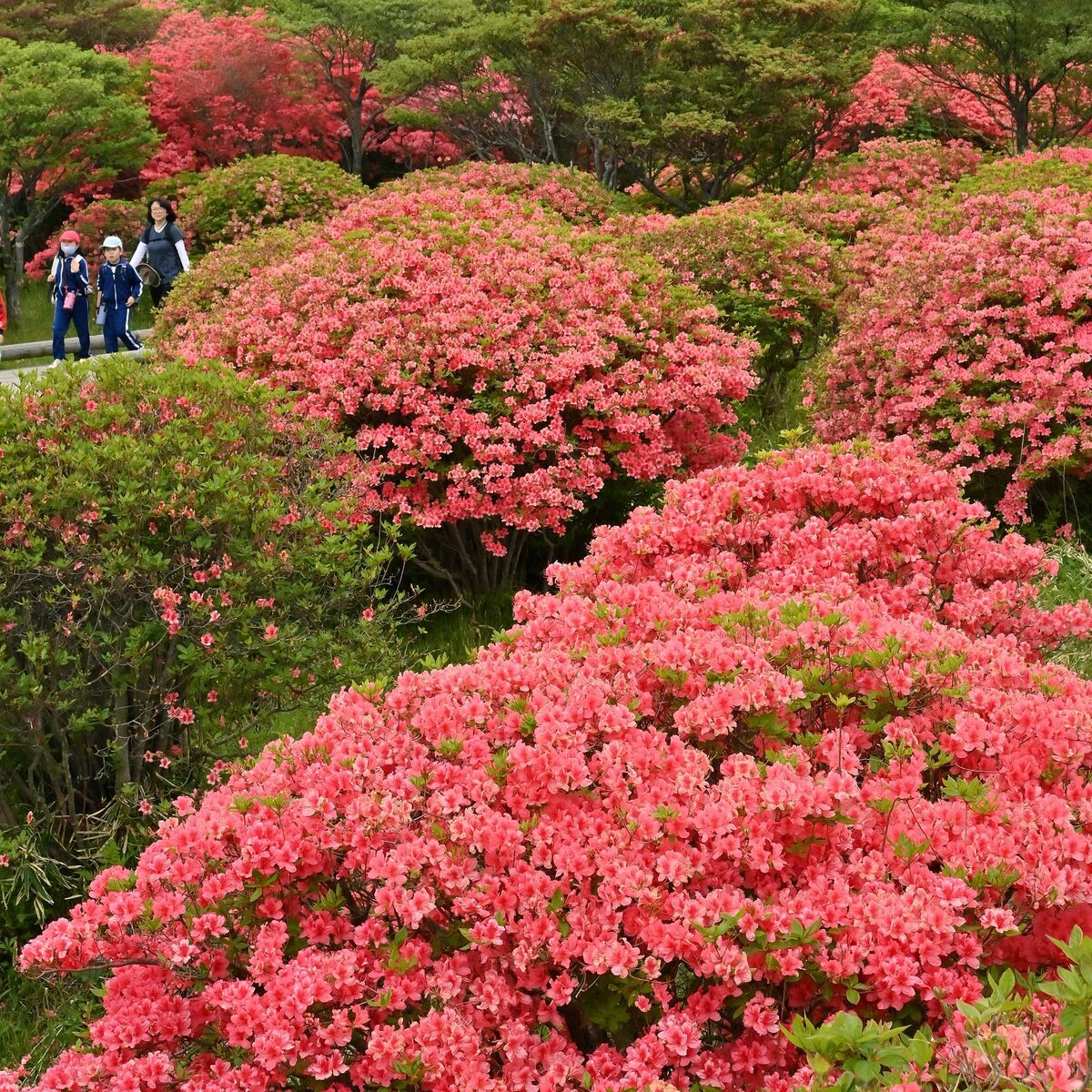 鮮やか癒やしの散策路 那須でヤマツツジ見頃、20万本群生【動画