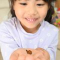 宇都宮でハラグロオオテントウ初確認　発見したのは小学１年生　博物館に寄贈「役立ててほしい」