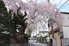 日光社寺の門前町で桜見頃に　花見イベントの桜回遊も実施