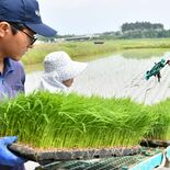 「夢ささら」大田原で田植え開始　高品質な日本酒醸造へ期待