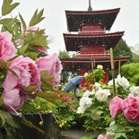 ボタンと朱色の三重塔が競演 那珂川・長泉寺で見頃
