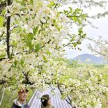 湿原染める純白の花　奥日光でズミが満開　「花芽が多く当たり年」とボラン…