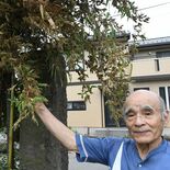 「クロチク」栃木県内でも開花情報　“120年に１度”良いことある？　研…