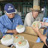 メロンの季節到来　JAはが野、真岡で目ぞろえ会　６月上旬まで出荷ピーク