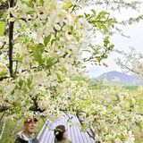 湿原染める純白の花　奥日光でズミが満開　「花芽が多く当たり年」とボランティア