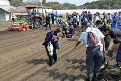 タマネギの直播実演