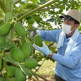 村おこしパパイア収穫　茂木の有志グループ